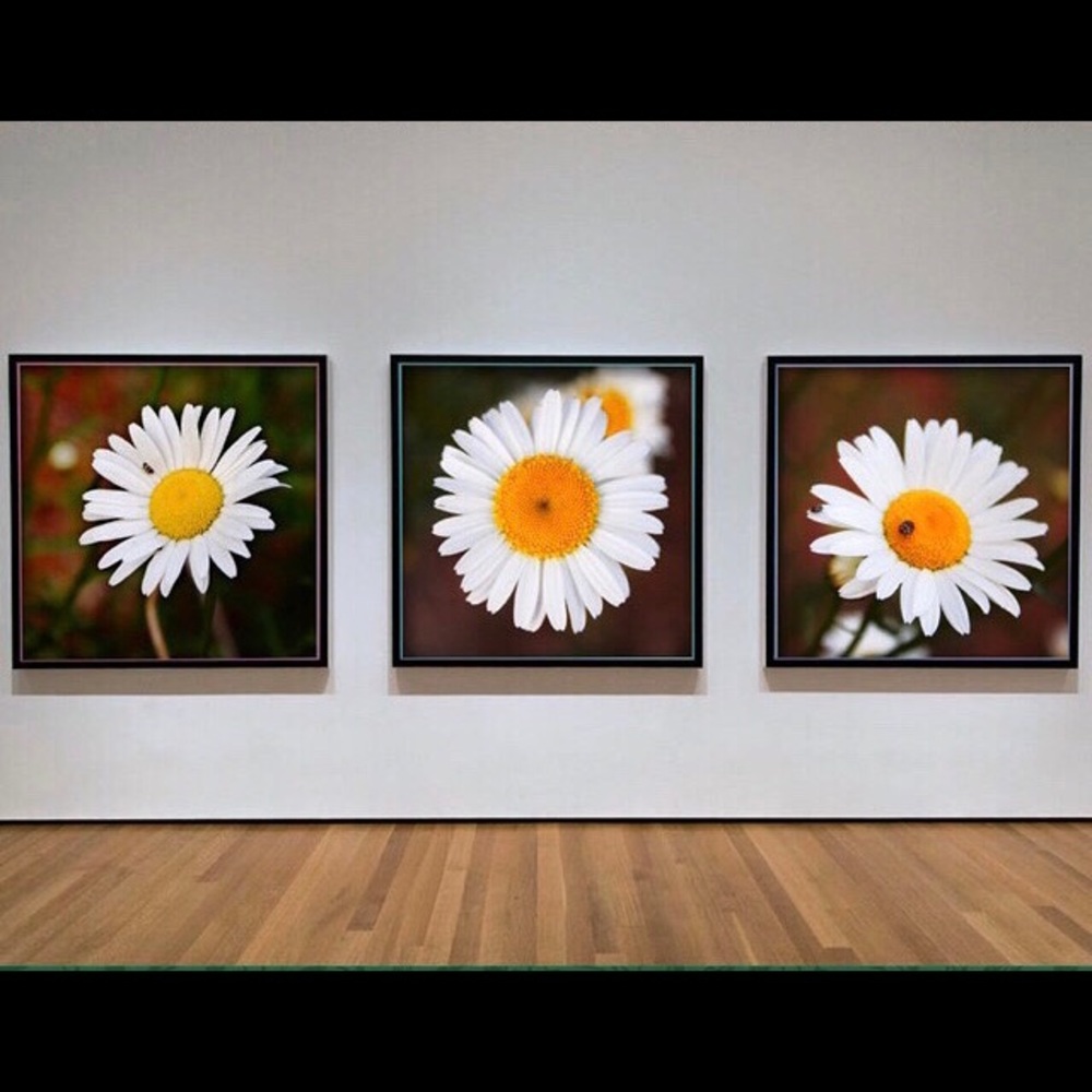 Original Daisy wall art set of 3 pictures